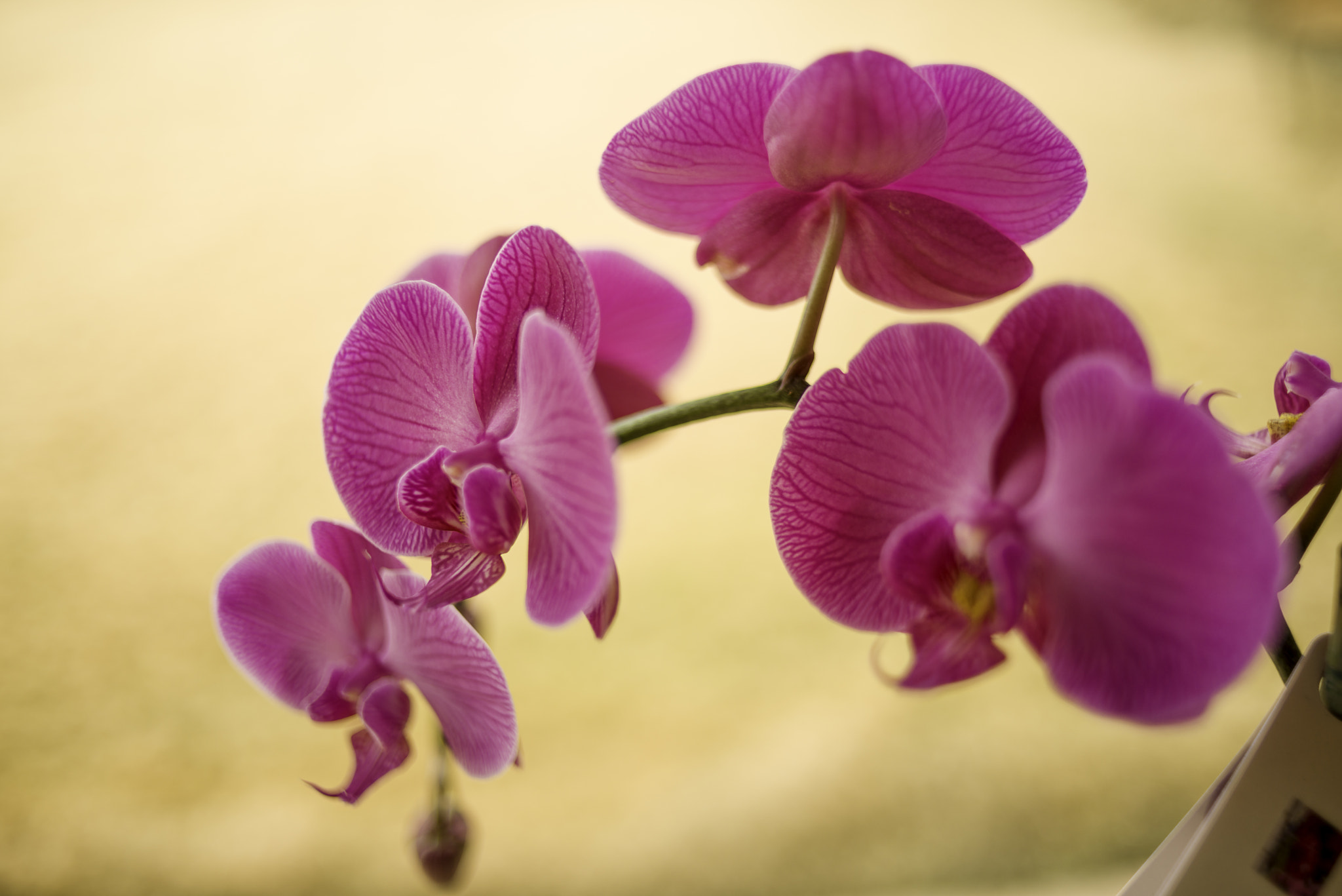 AF Nikkor 35mm f/2 sample photo. Pink orchids photography