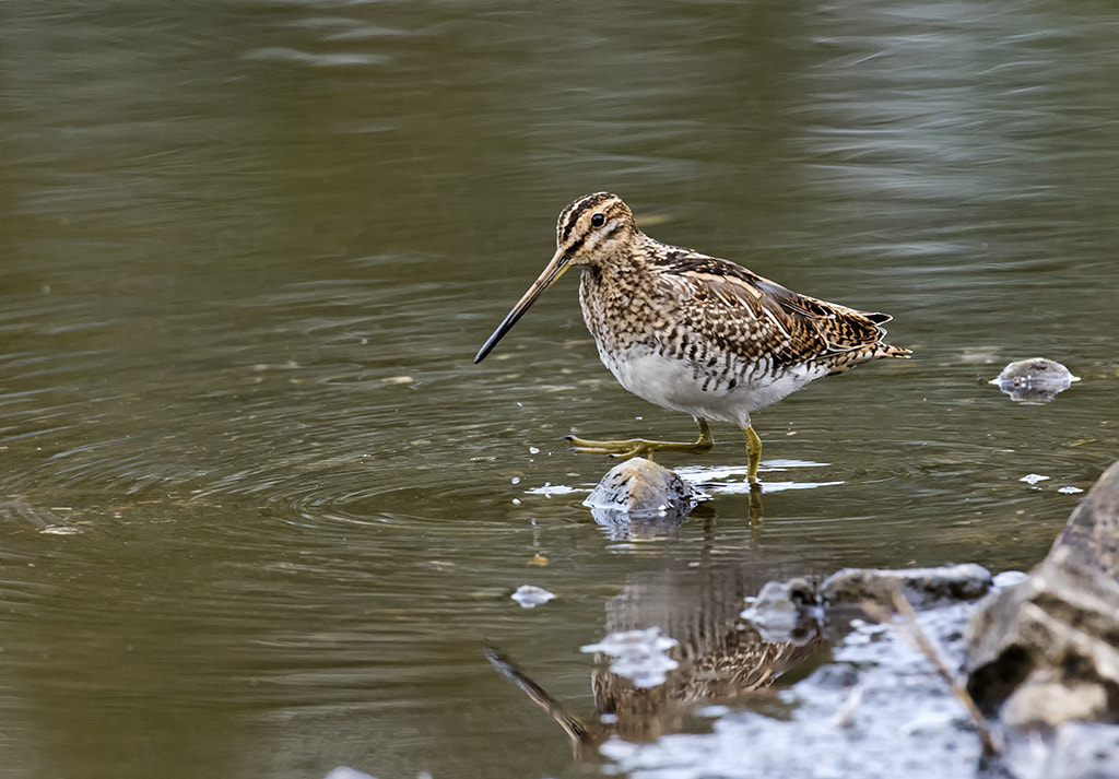 Nikon D500 + Nikon AF-S Nikkor 600mm F4D ED-IF II sample photo. Snipe (gallinago gallinago) photography