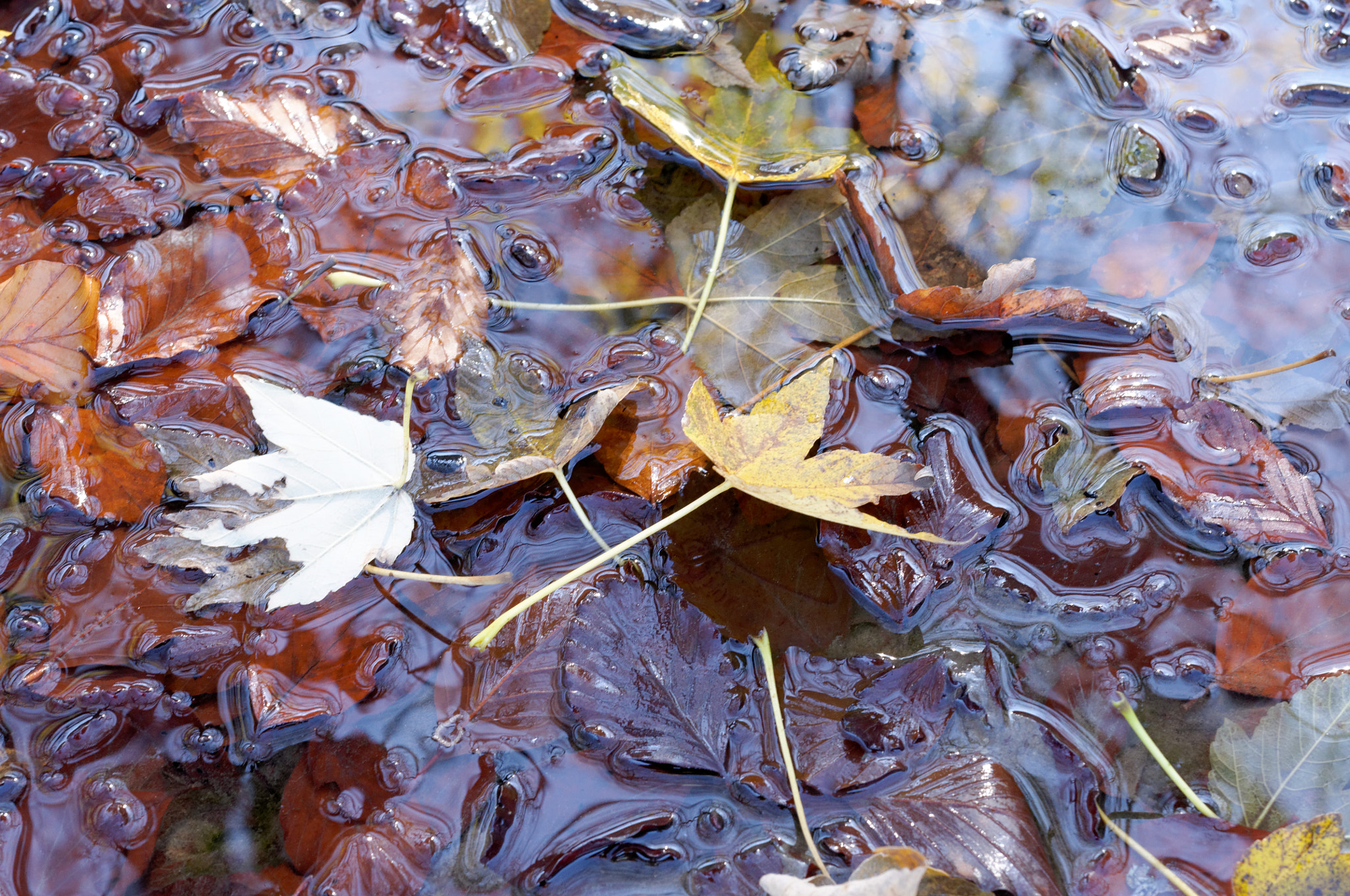 Nikon AF-S DX Micro Nikkor 40mm F2.8 sample photo. Autumn leaves photography