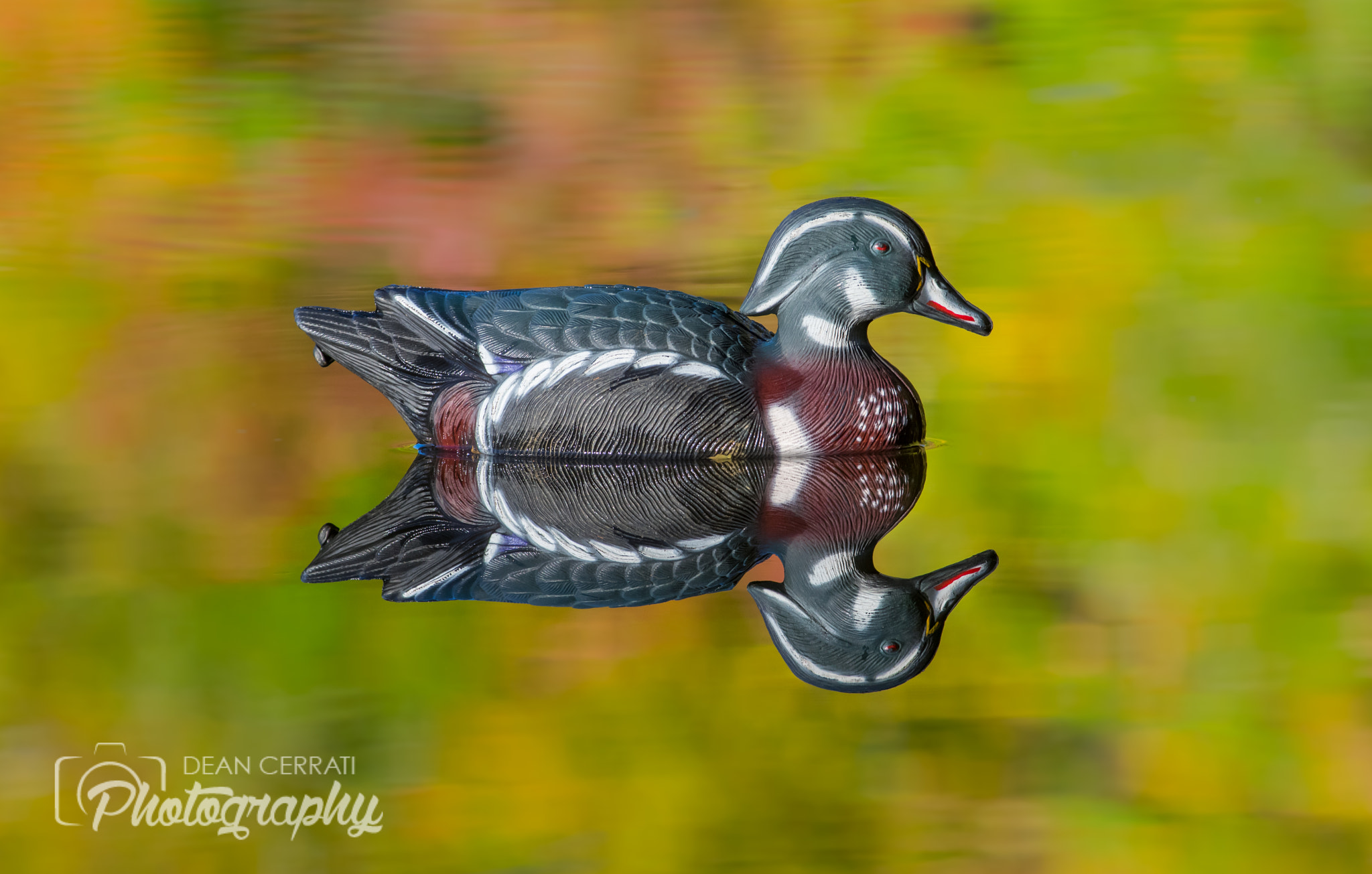 Pentax smc DA* 300mm F4.0 ED (IF) SDM sample photo. Double drake photography