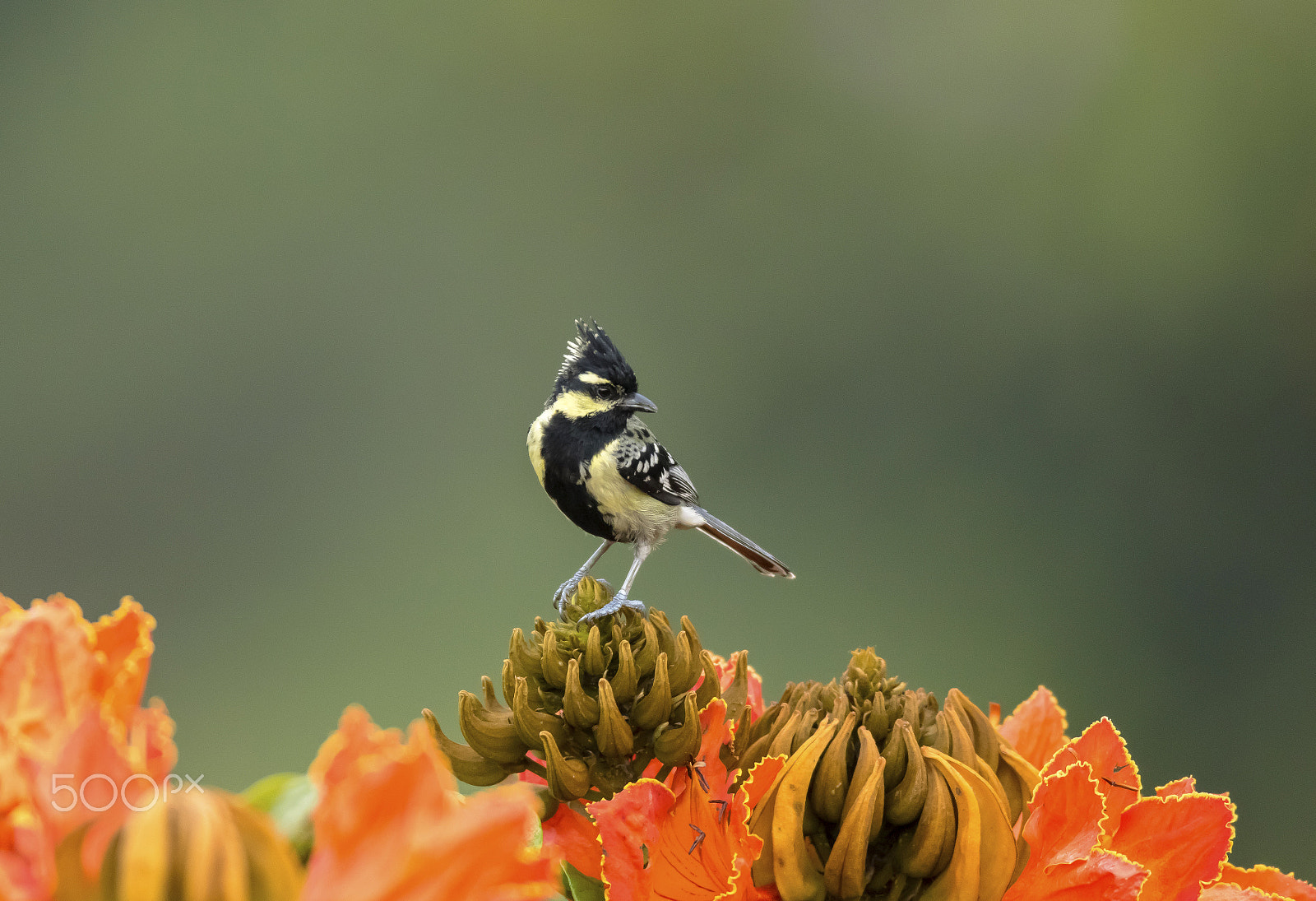 Canon EOS 7D Mark II + Canon EF 600mm f/4L IS sample photo. Indian black-lored tit photography
