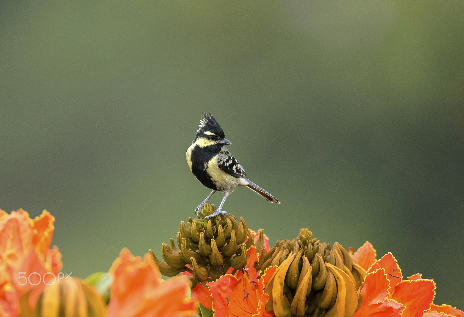 Canon EF 600mm f/4L IS sample photo. Indian black-lored tit photography