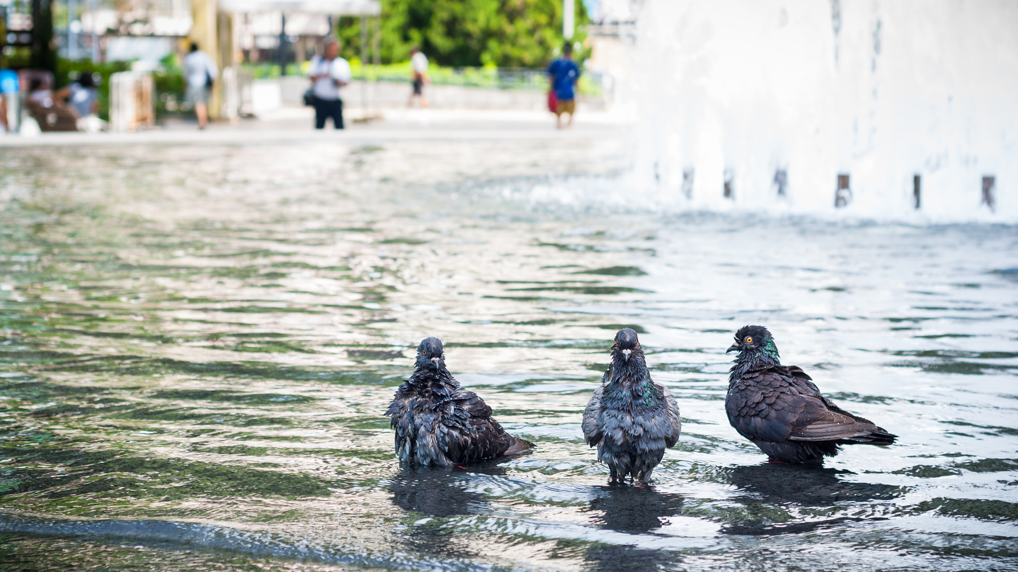 Nikon D60 + Nikon AF Nikkor 50mm F1.8D sample photo. Bathing birds photography