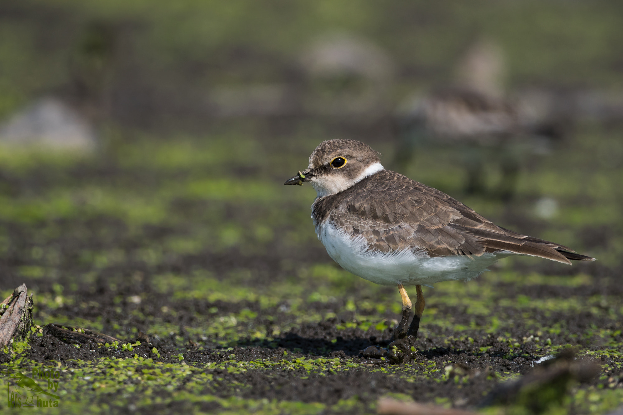 Nikon AF-S Nikkor 800mm F5.6E FL ED VR sample photo. Bird life photography