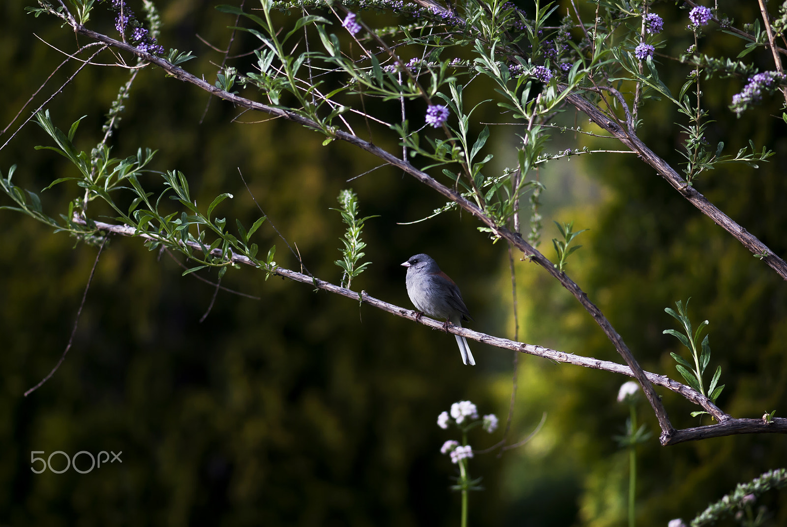 Nikon AF-S Micro-Nikkor 105mm F2.8G IF-ED VR sample photo. Bird on branch photography
