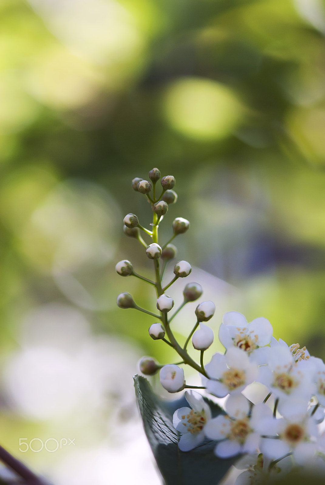 Nikon AF-S Micro-Nikkor 105mm F2.8G IF-ED VR sample photo. Choke cherry flower buds photography