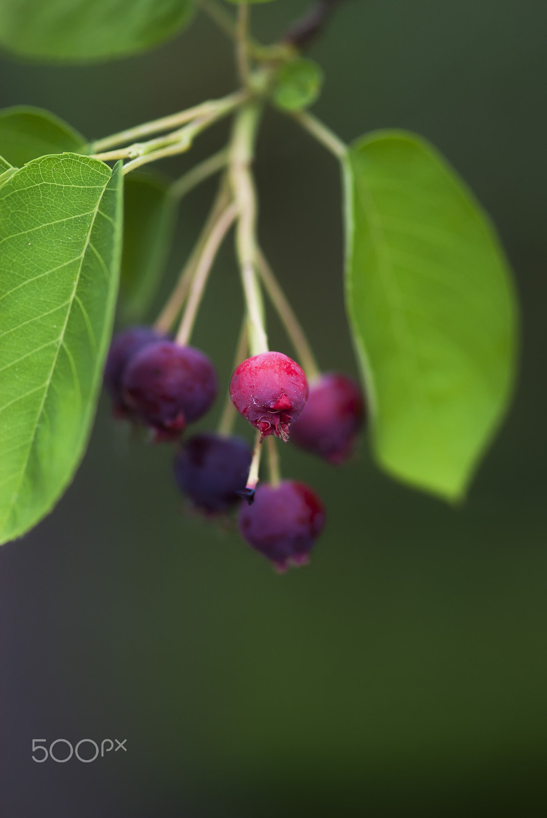 Nikon AF-S Micro-Nikkor 105mm F2.8G IF-ED VR sample photo. Crab apple fruit photography