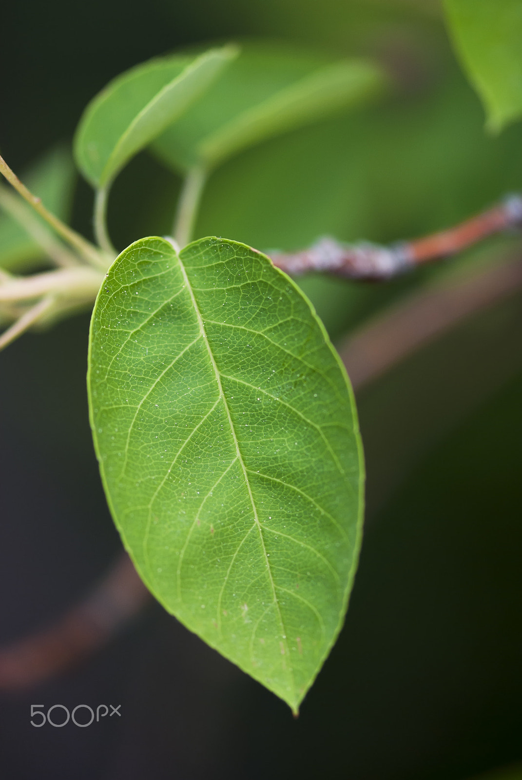 Nikon D60 + Nikon AF-S Micro-Nikkor 105mm F2.8G IF-ED VR sample photo. Crab apple leaf photography