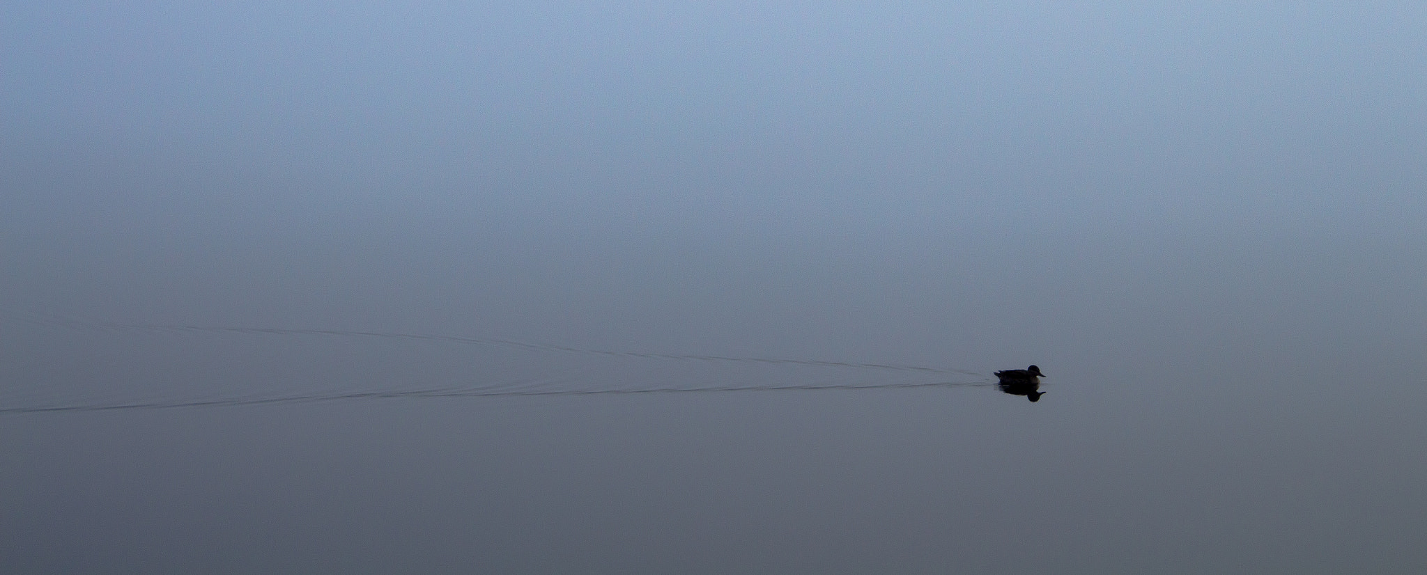 Canon EOS 700D (EOS Rebel T5i / EOS Kiss X7i) sample photo. Duck swimming around in the fog. photography