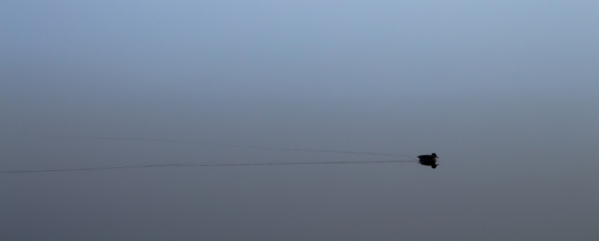 Canon EF-S 18-55mm F3.5-5.6 IS sample photo. Duck swimming around in the fog. photography