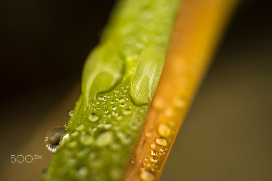 Sony a99 II + MACRO 50mm F2.8 sample photo. Une forêt de gouttes photography