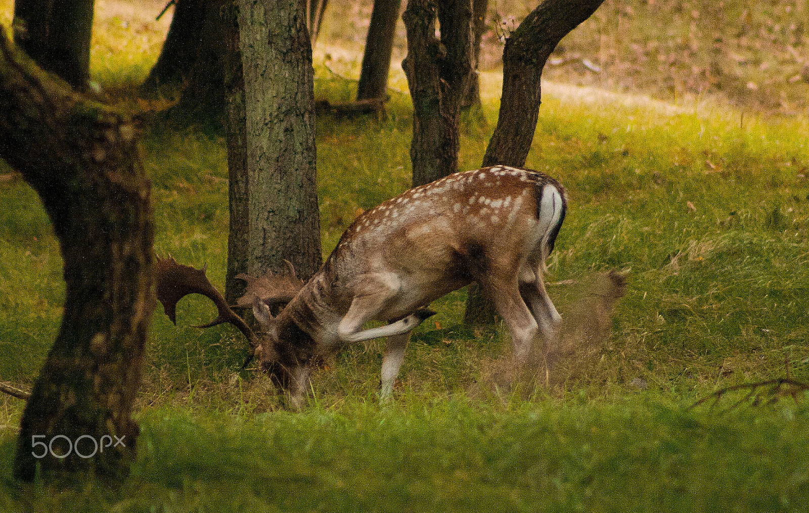 Canon EF 75-300mm f/4-5.6 USM sample photo. Rut photography