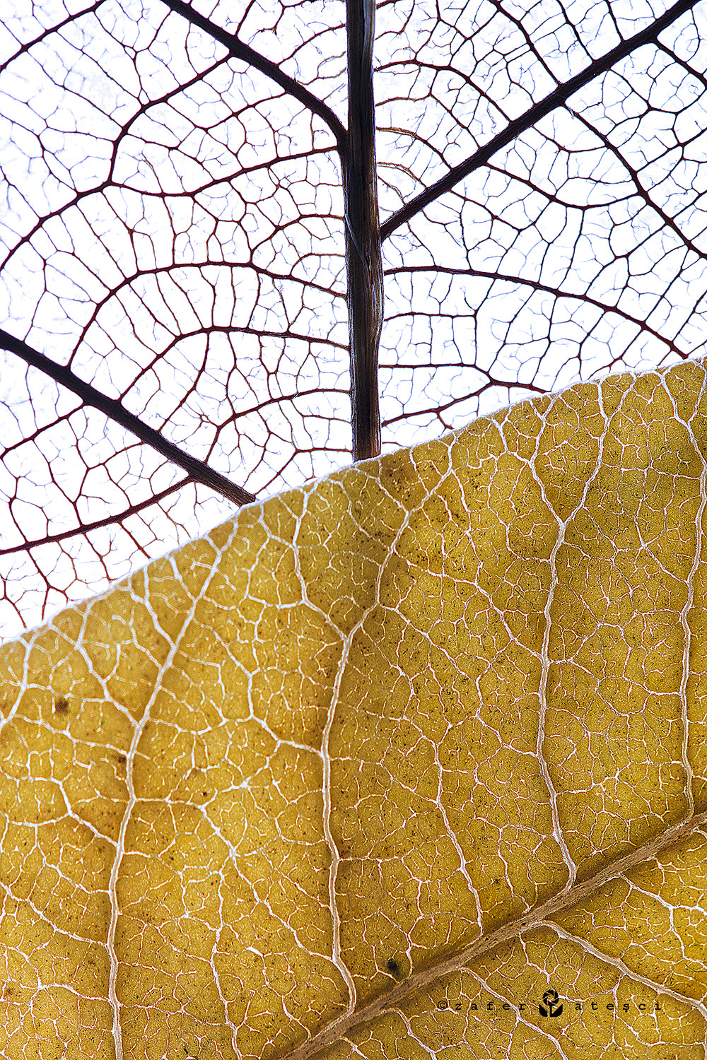 Sigma 150mm F2.8 EX DG Macro HSM sample photo. Leaf veins photography