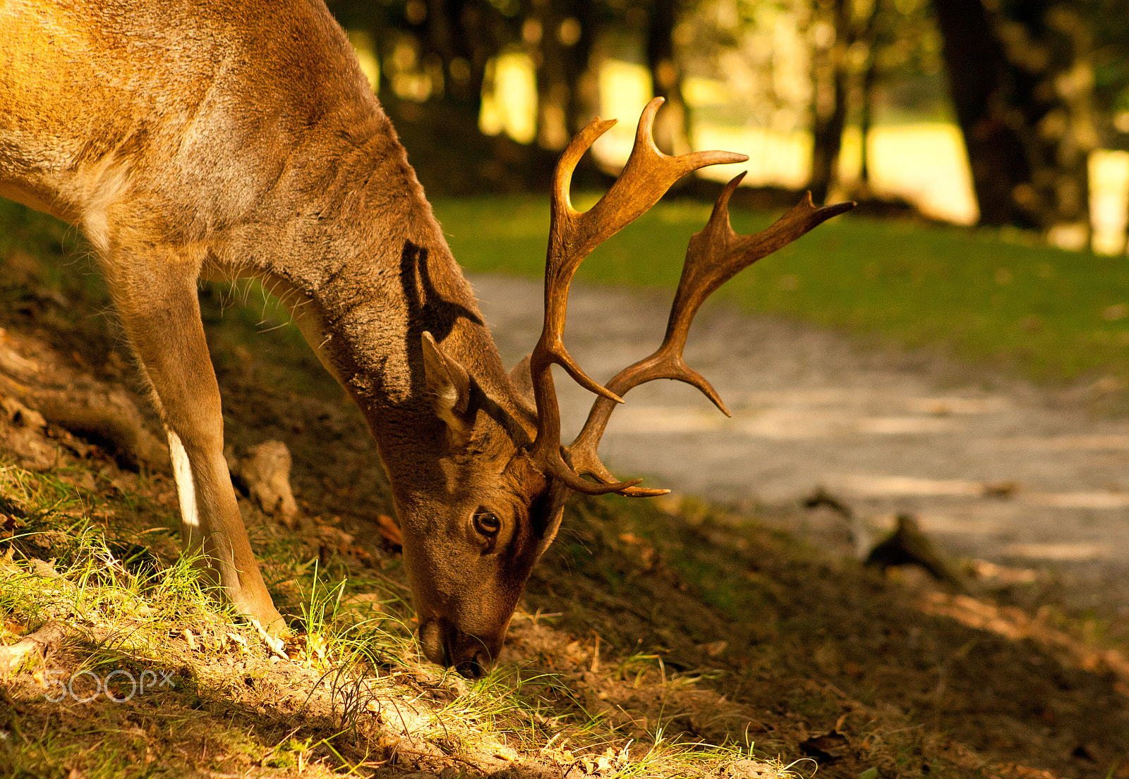 Canon EF 75-300mm f/4-5.6 USM sample photo. Magic moment photography