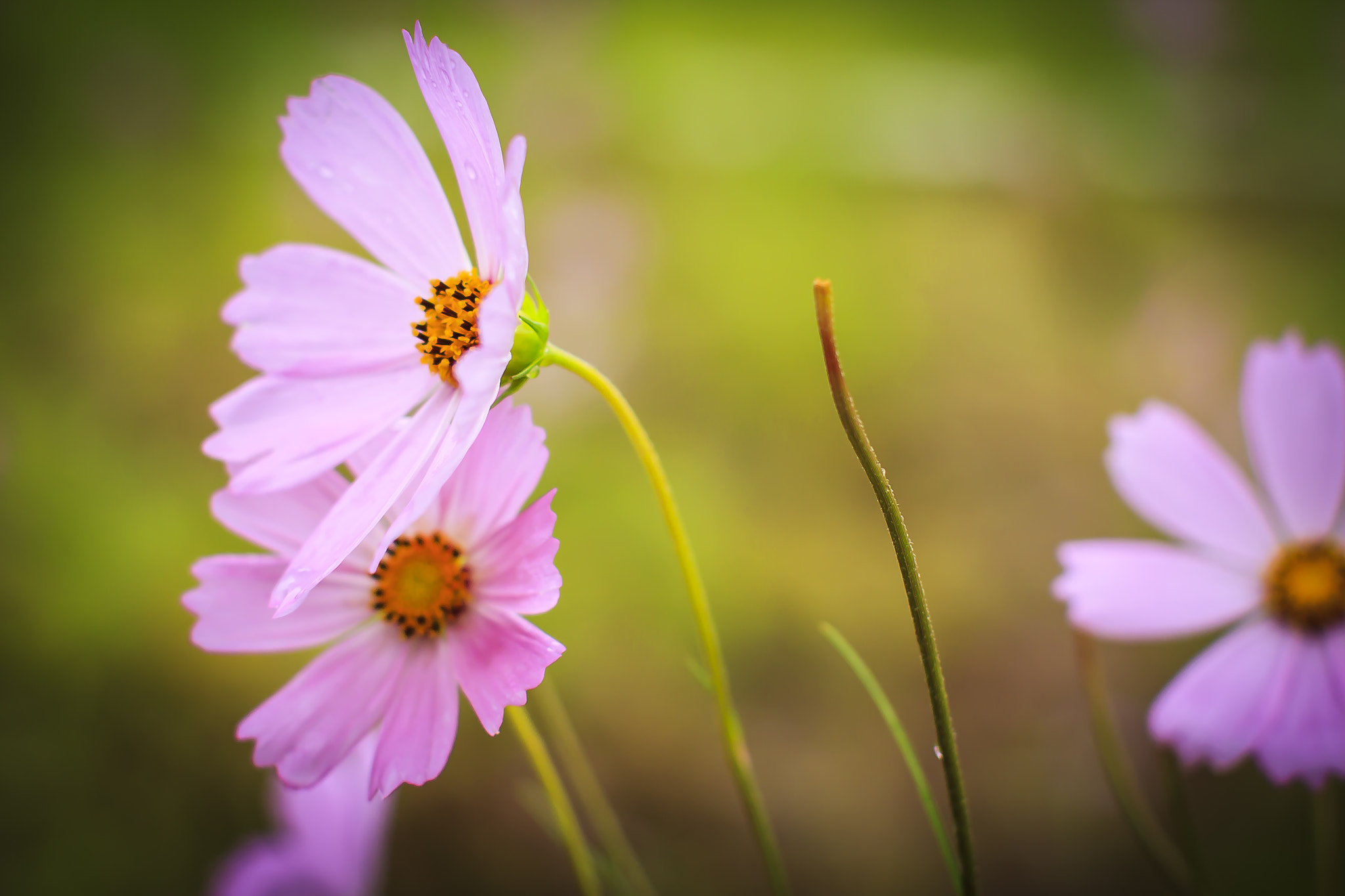 Canon EOS 50D + Canon EF 50mm F1.2L USM sample photo