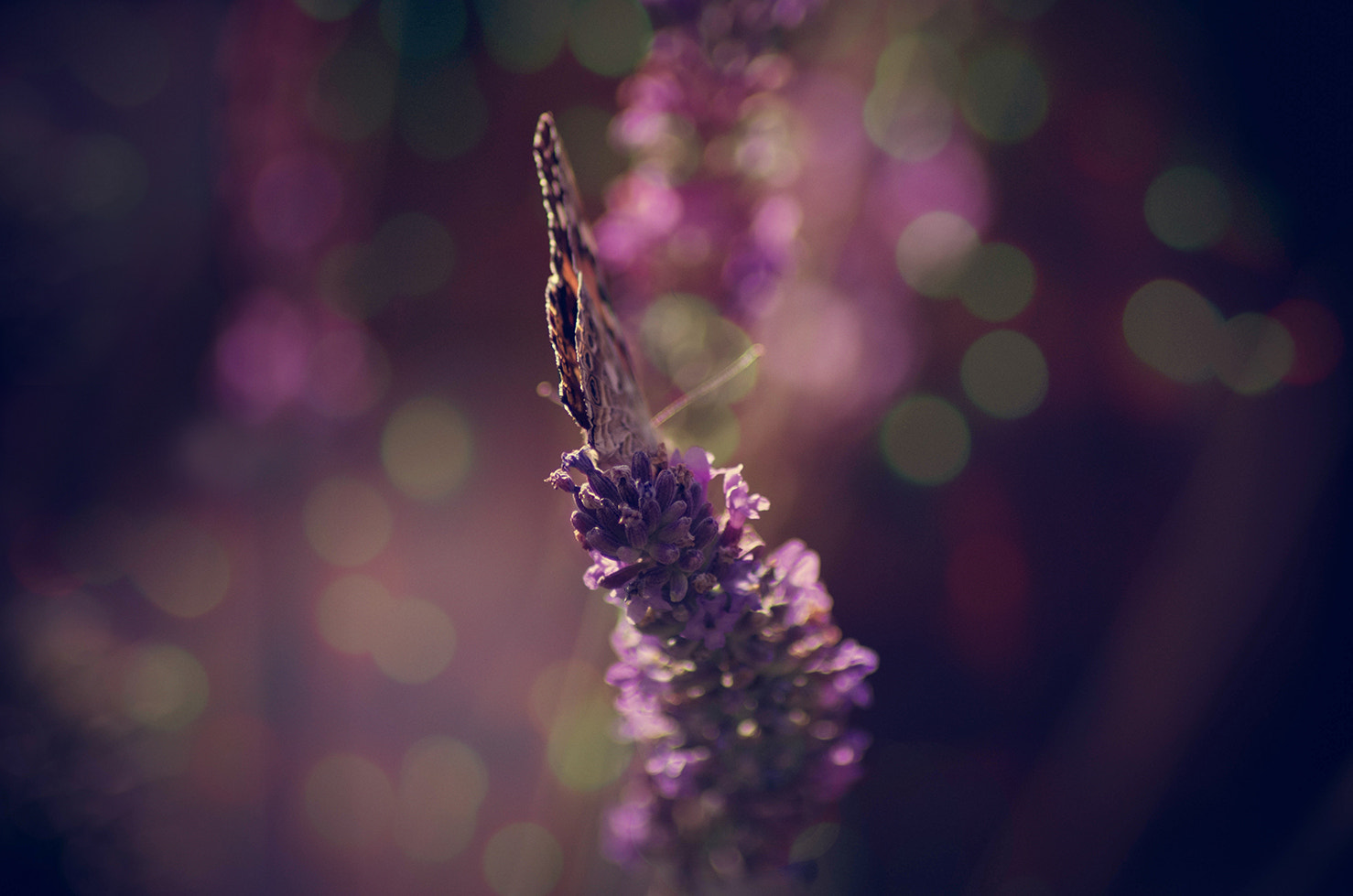 Tamron AF 70-300mm F4-5.6 Di LD Macro sample photo. Fragial photography