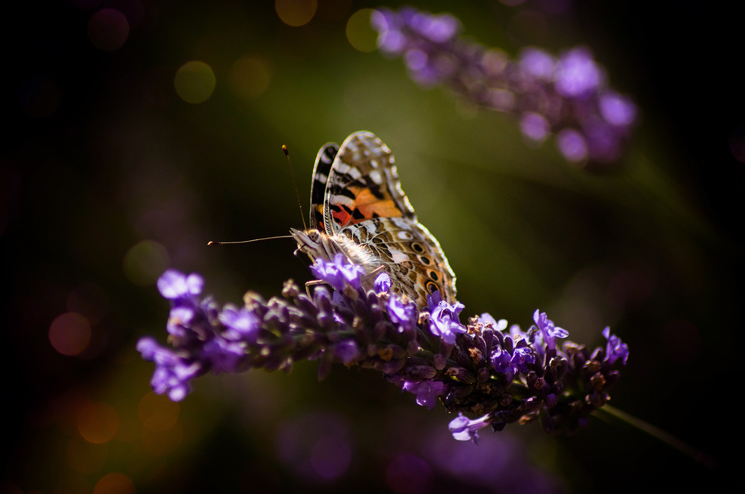 Tamron AF 70-300mm F4-5.6 Di LD Macro sample photo. Fragile photography