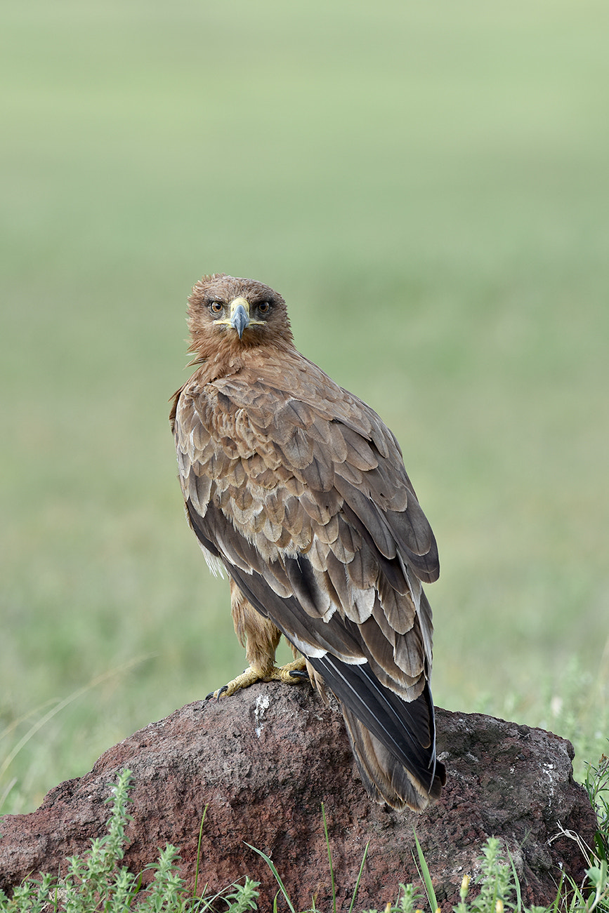 Nikon D7200 + Nikon AF-S Nikkor 500mm F4G ED VR sample photo. Dsc photography