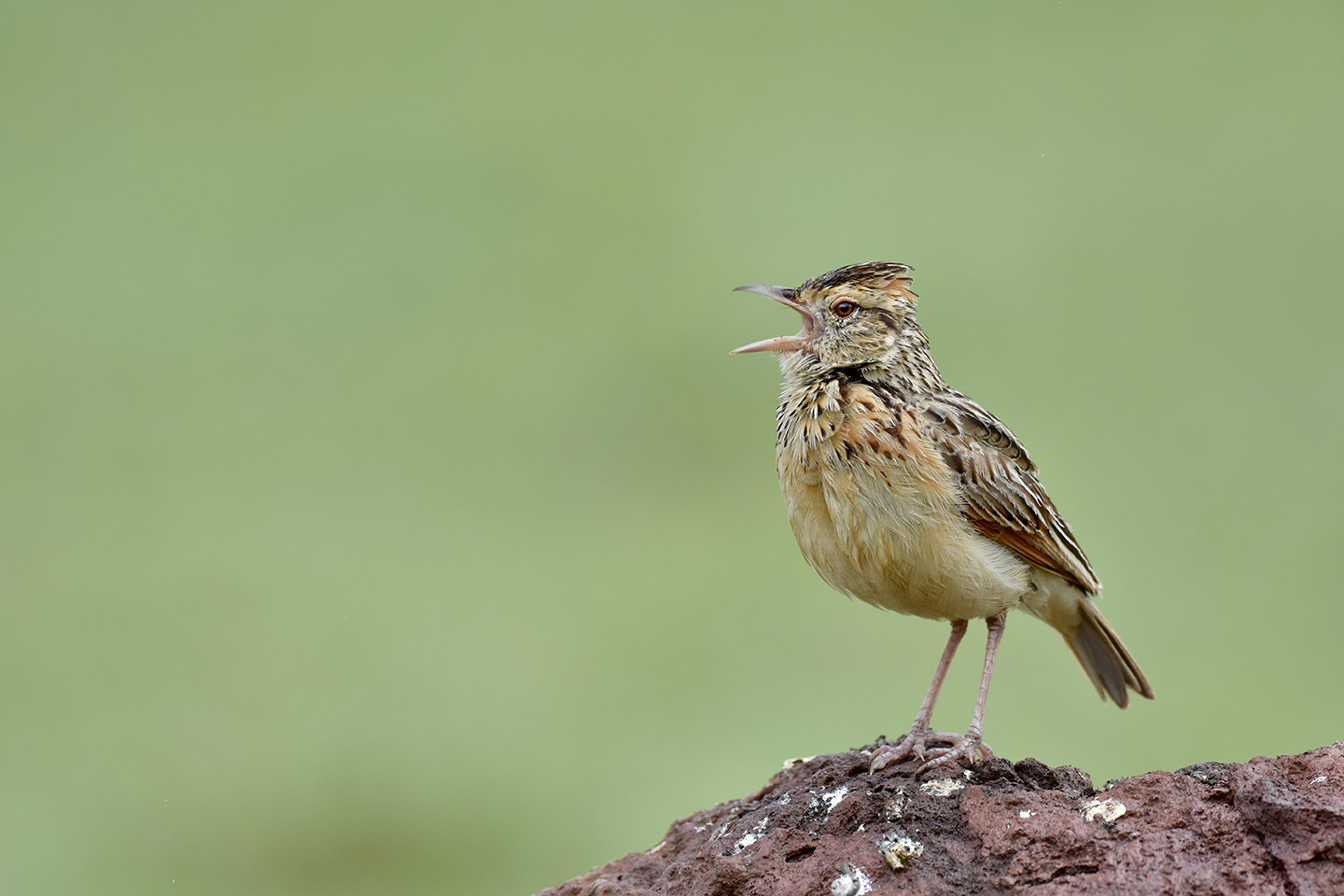 Nikon D7200 + Nikon AF-S Nikkor 500mm F4G ED VR sample photo. Dsc photography