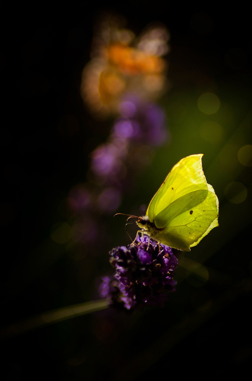Tamron AF 70-300mm F4-5.6 Di LD Macro sample photo. Fragile photography