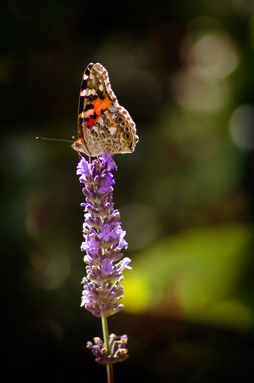 Pentax K-5 sample photo. Fragile photography