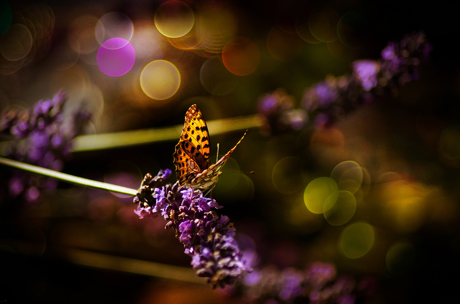 Tamron AF 70-300mm F4-5.6 Di LD Macro sample photo. Fragile photography