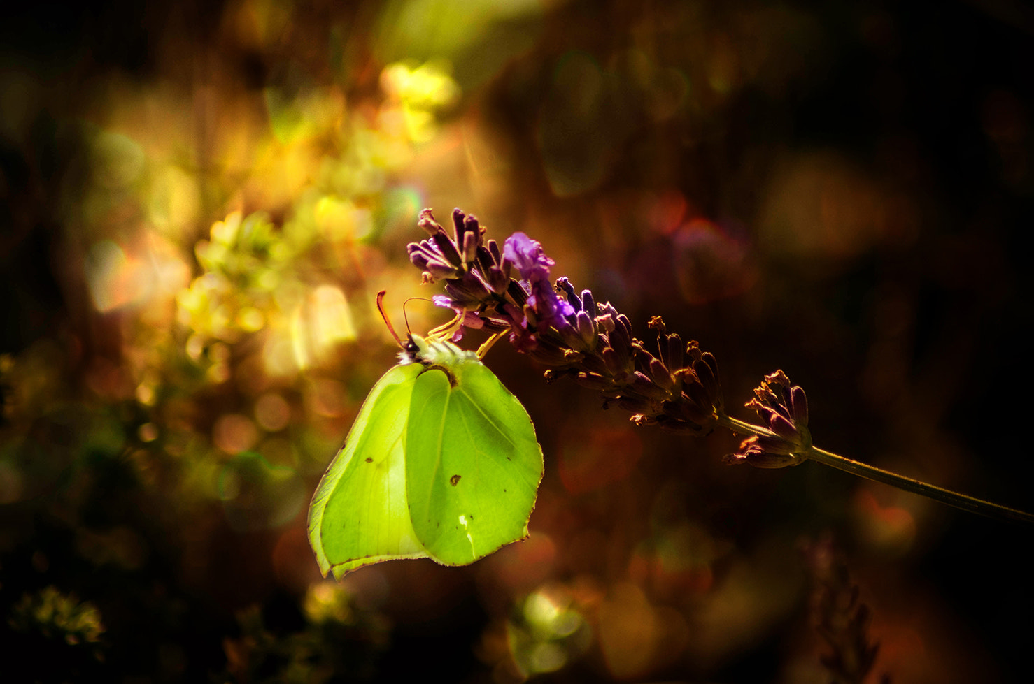 Tamron AF 70-300mm F4-5.6 Di LD Macro sample photo. Fragile photography