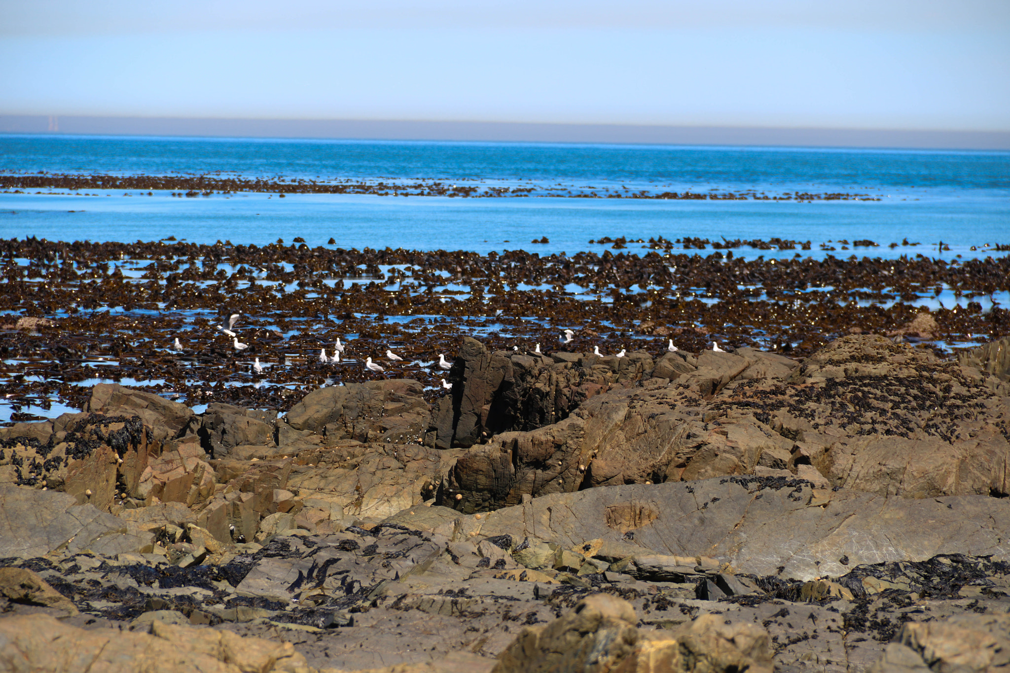 Canon EOS 750D (EOS Rebel T6i / EOS Kiss X8i) sample photo. Seagulls in bamboo photography