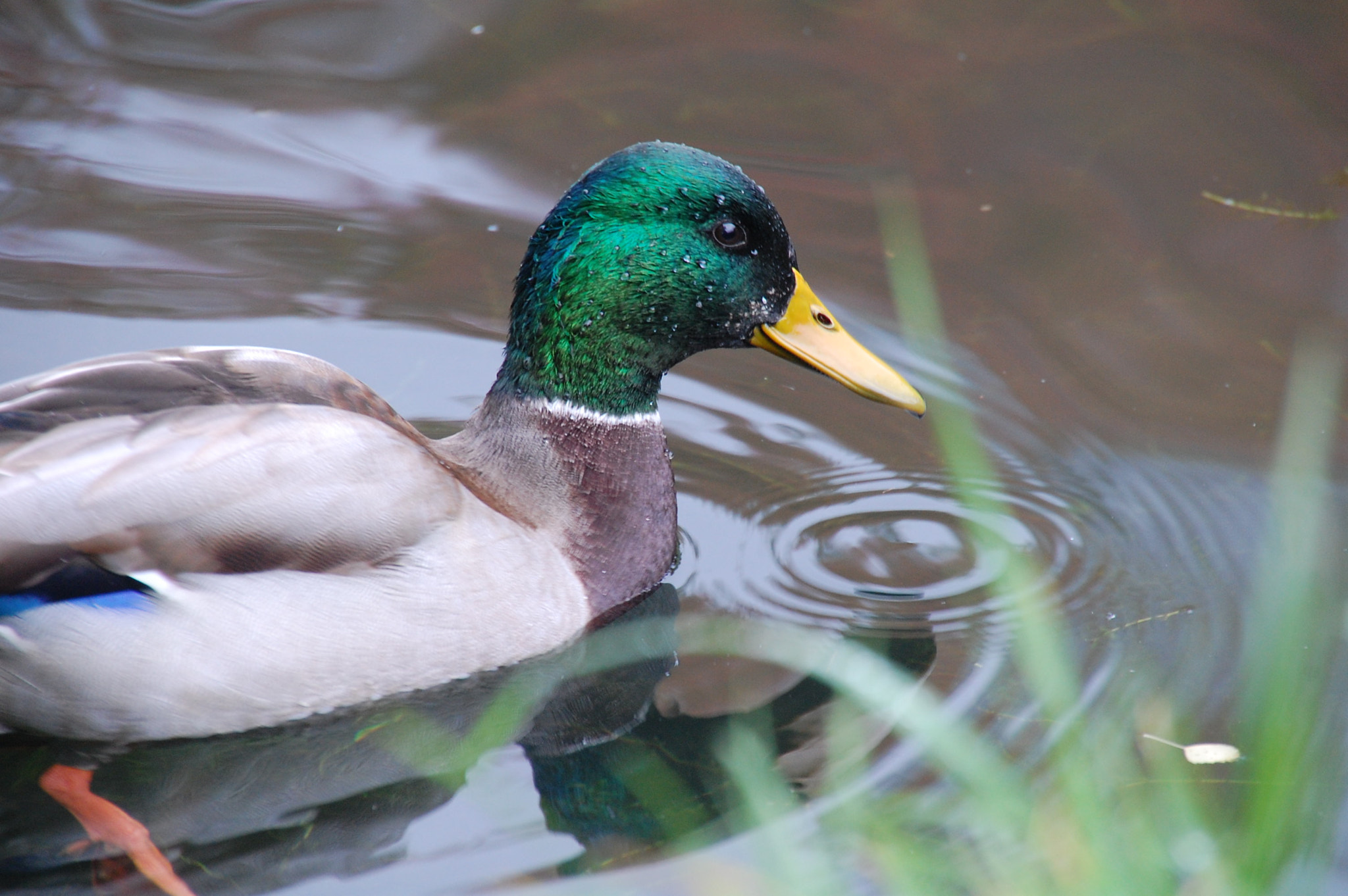 Nikon D40 sample photo. Duck photography