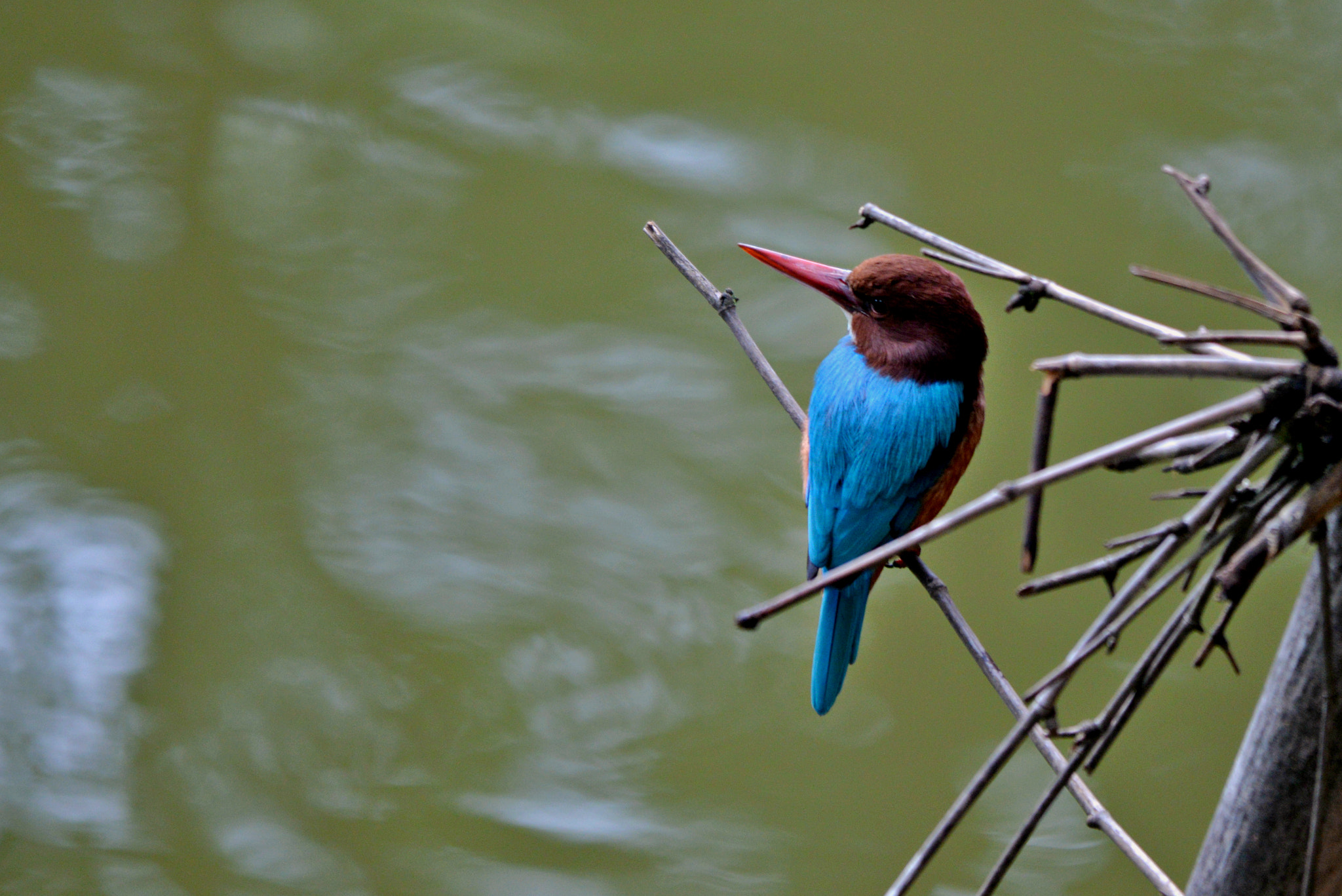 Sigma 150-500mm F5-6.3 DG OS HSM sample photo. Kingfisher photography