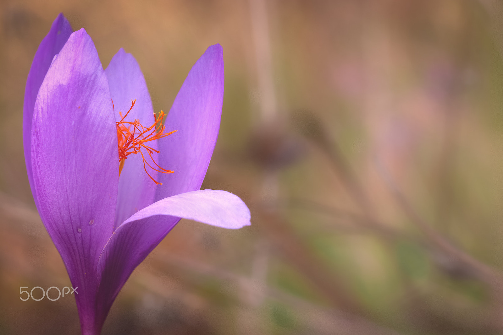 Canon EOS 600D (Rebel EOS T3i / EOS Kiss X5) + Canon EF 100mm F2.8 Macro USM sample photo. Crocus ligusticus, closeup photography