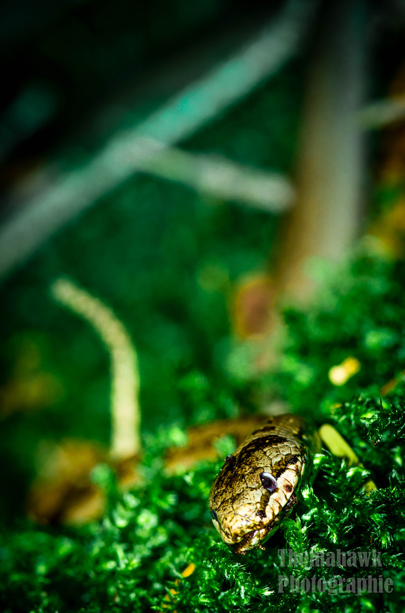 Pentax smc D-FA 100mm F2.8 macro sample photo. Poisonous snake photography
