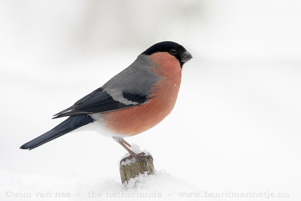 Nikon D700 + Nikon AF-S Nikkor 300mm F4D ED-IF sample photo. Bullfinch photography