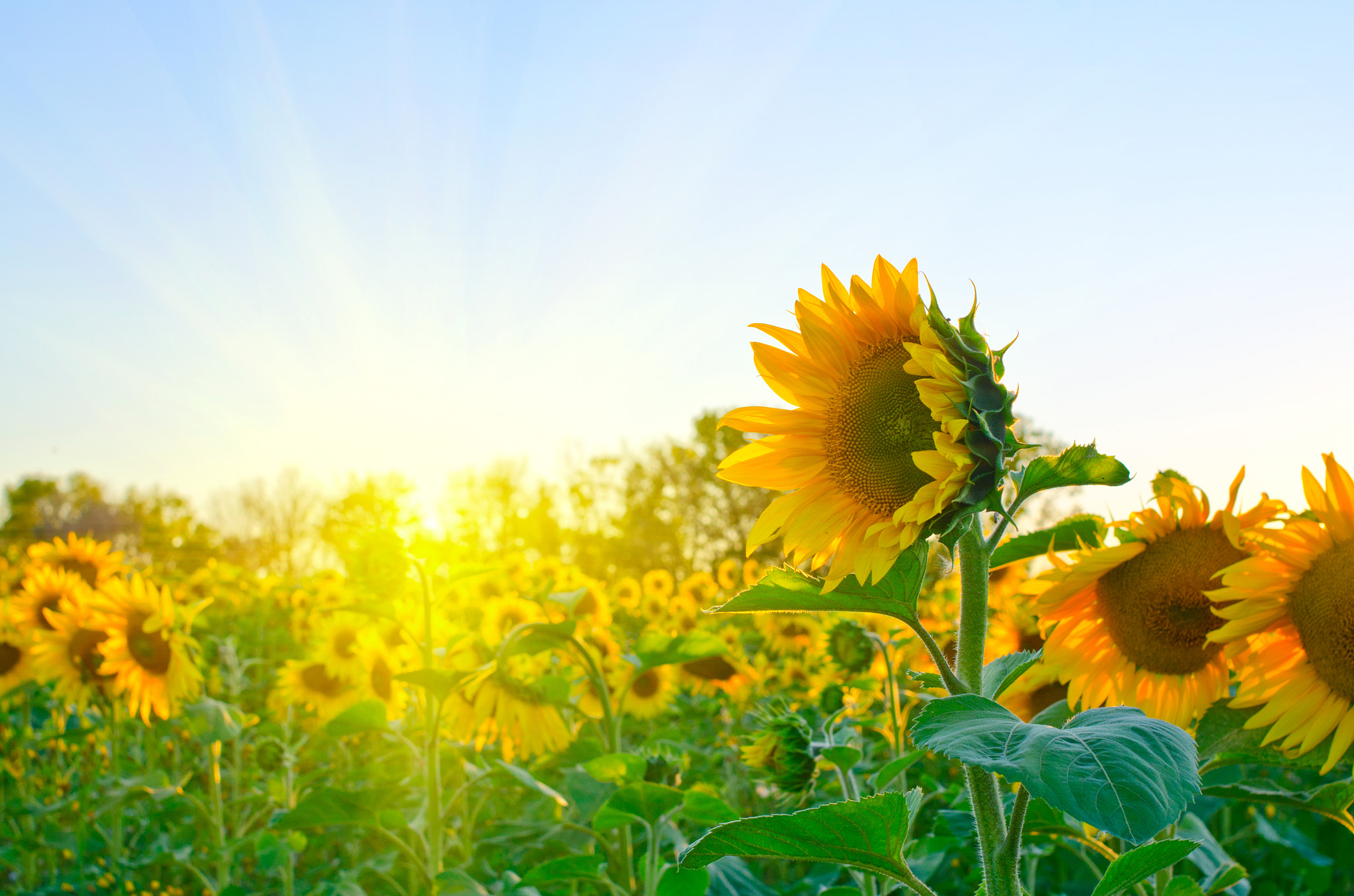 Nikon D7000 + Nikon AF Nikkor 35mm F2D sample photo. Sunflowers photography