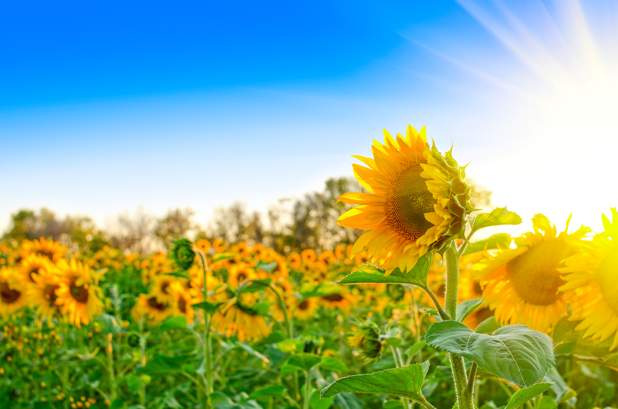 Nikon D7000 + Nikon AF Nikkor 35mm F2D sample photo. Sunflowers photography