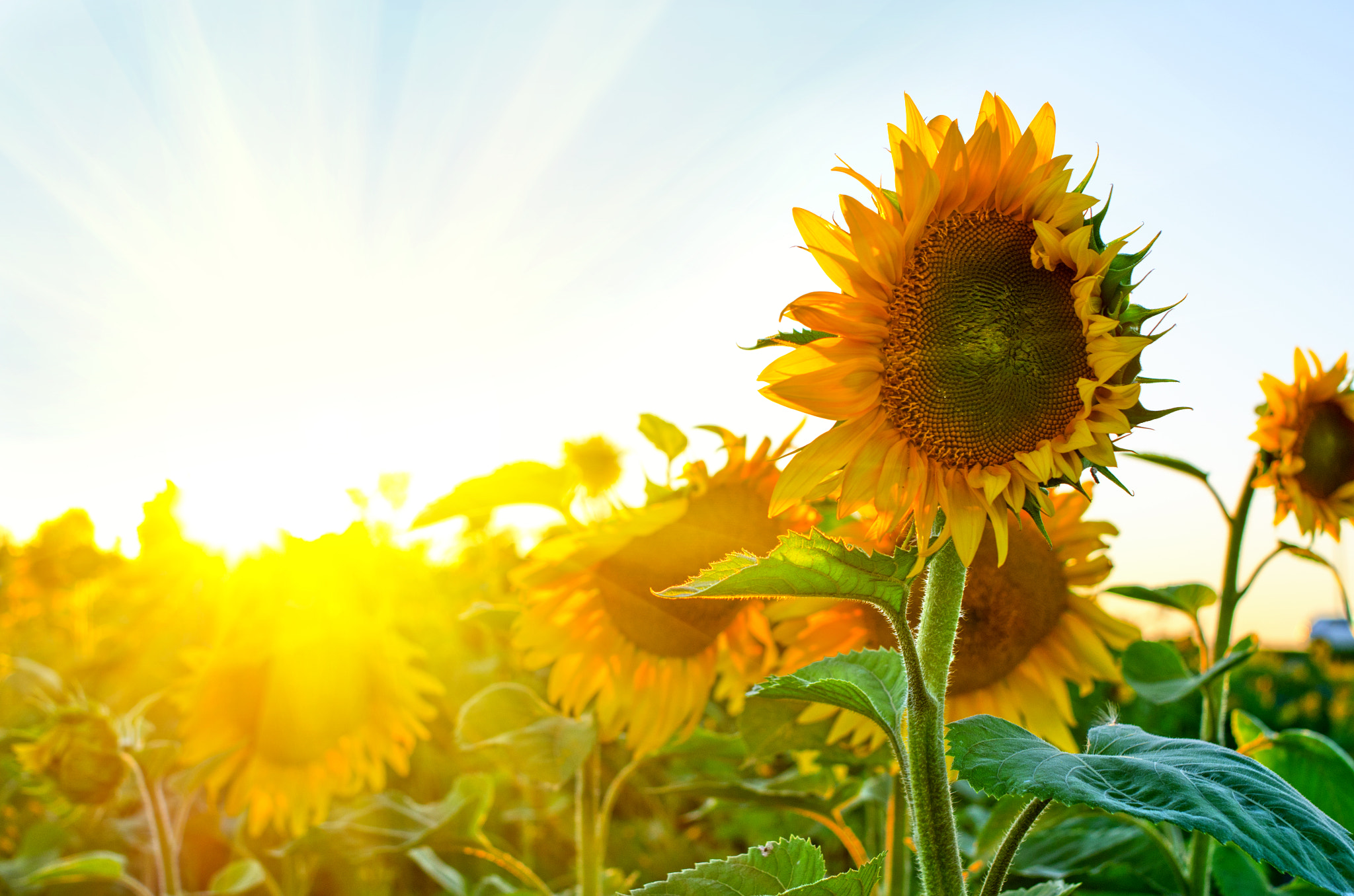 Nikon D7000 + Nikon AF Nikkor 35mm F2D sample photo. Sunflowers photography