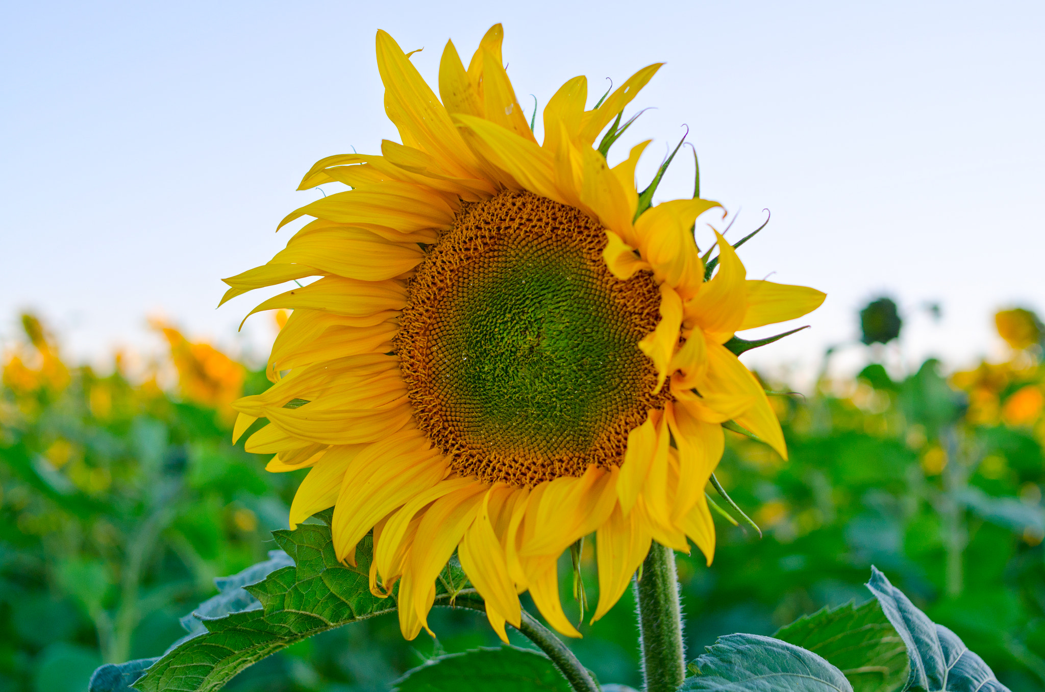 Nikon D7000 + Nikon AF Nikkor 35mm F2D sample photo. Sunflowers photography