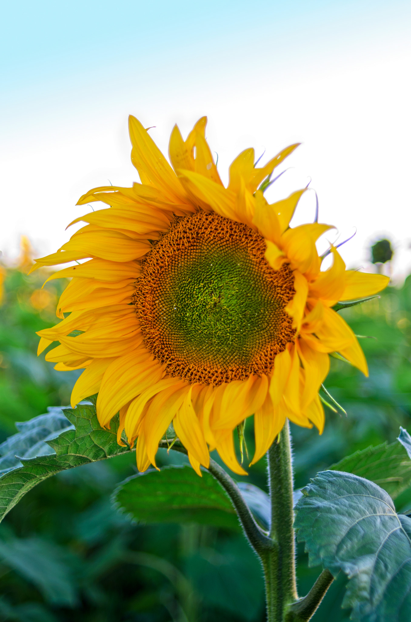 Nikon D7000 + Nikon AF Nikkor 35mm F2D sample photo. Sunflowers photography