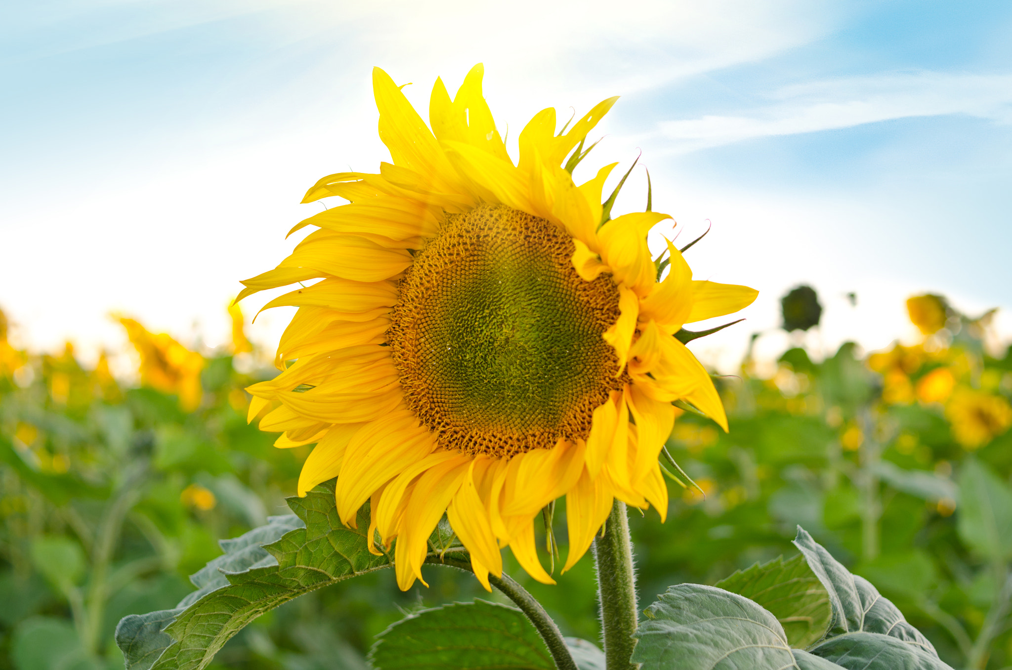 Nikon D7000 + Nikon AF Nikkor 35mm F2D sample photo. Sunflowers photography