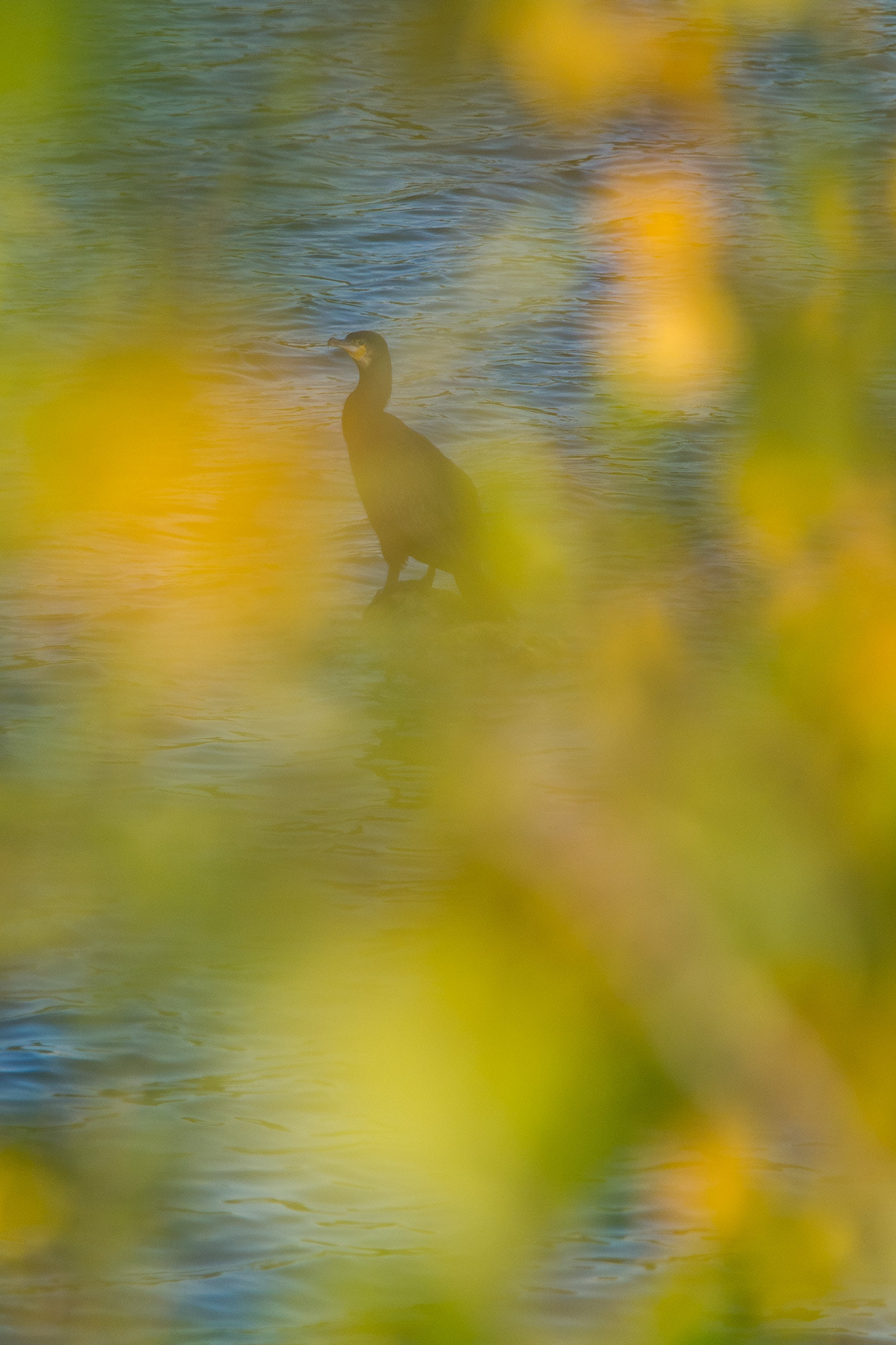 Olympus OM-D E-M10 sample photo. Grand cormoran photography