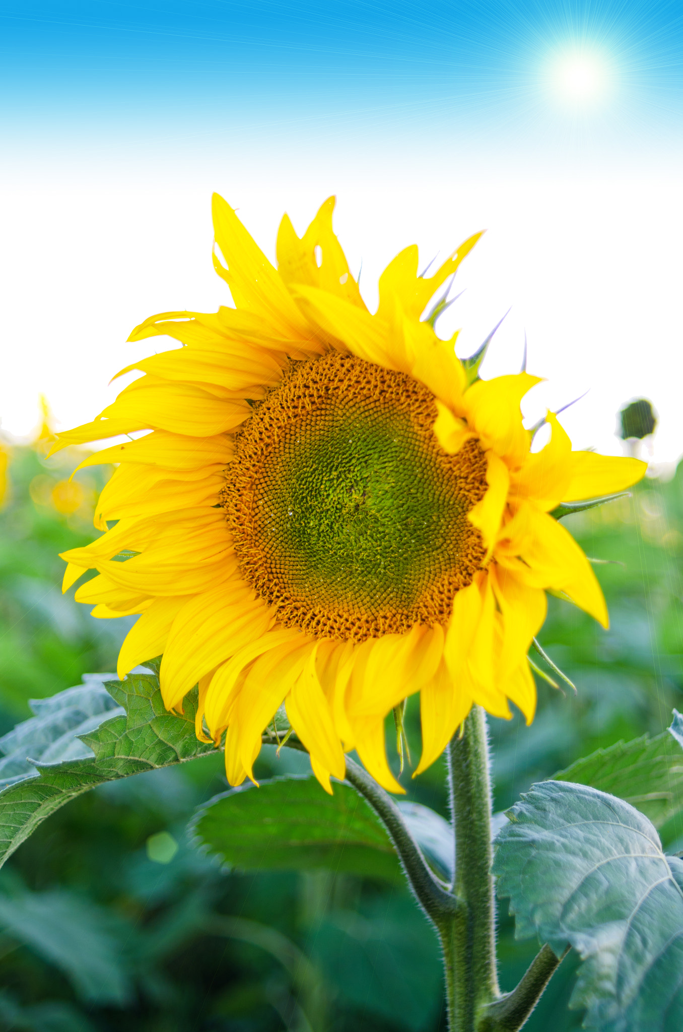 Nikon D7000 + Nikon AF Nikkor 35mm F2D sample photo. Sunflowers photography