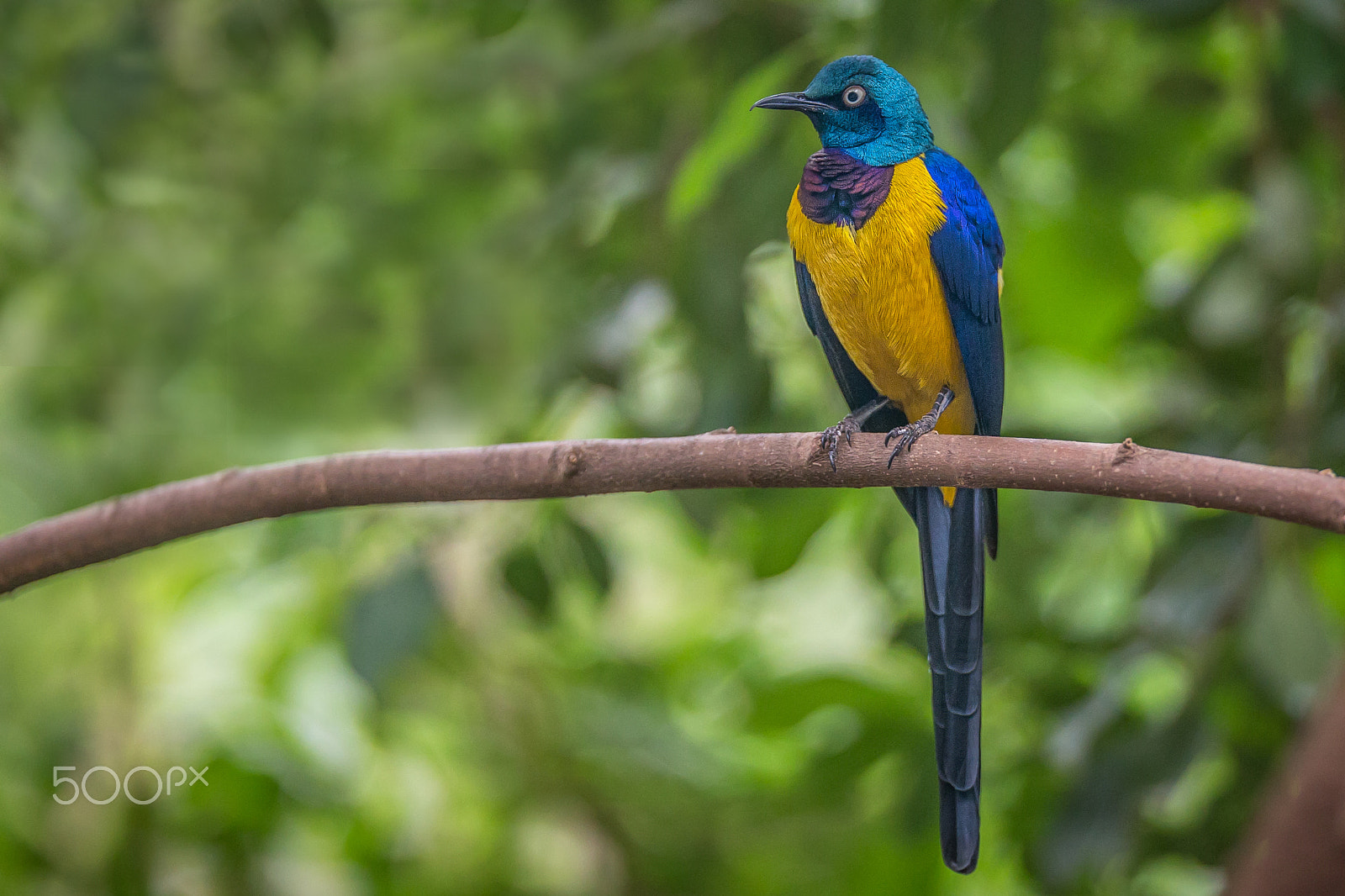 Canon EOS 6D + Canon EF 200mm F2L IS USM sample photo. Golden-breasted starling photography