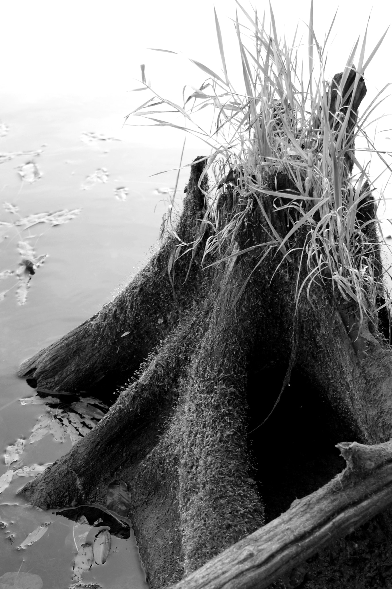 Pentax K-S2 sample photo. Stump in water photography