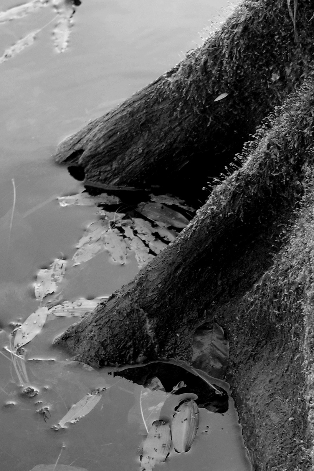 Pentax K-S2 sample photo. Stump water detail photography