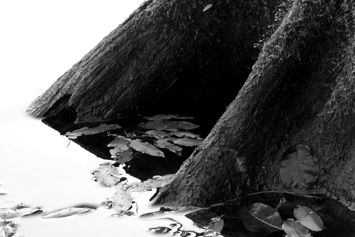 Pentax K-S2 sample photo. Stump water detail two photography