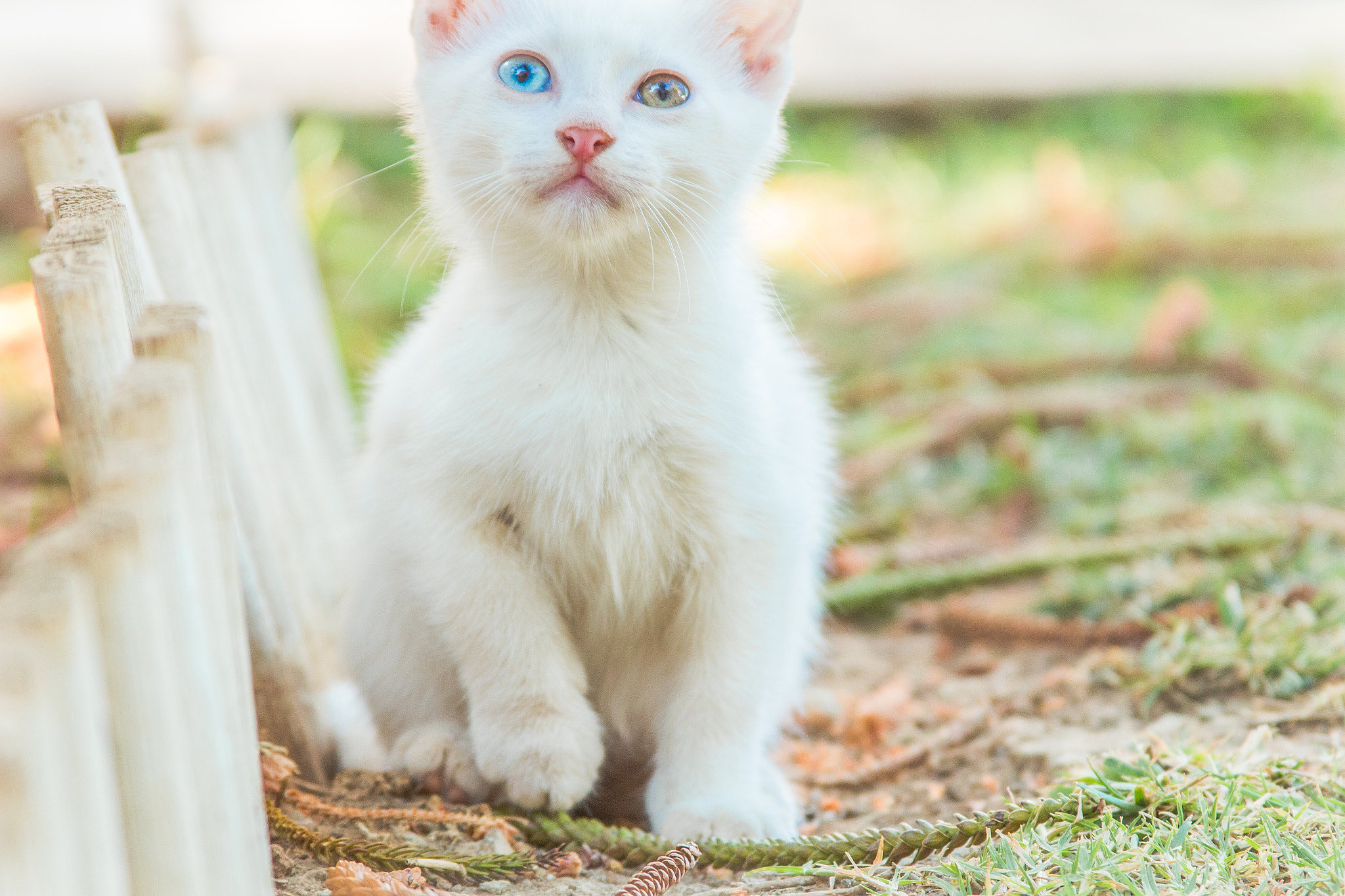 Canon EF 28-135mm F3.5-5.6 IS USM sample photo. Two-colored eyes cat photography