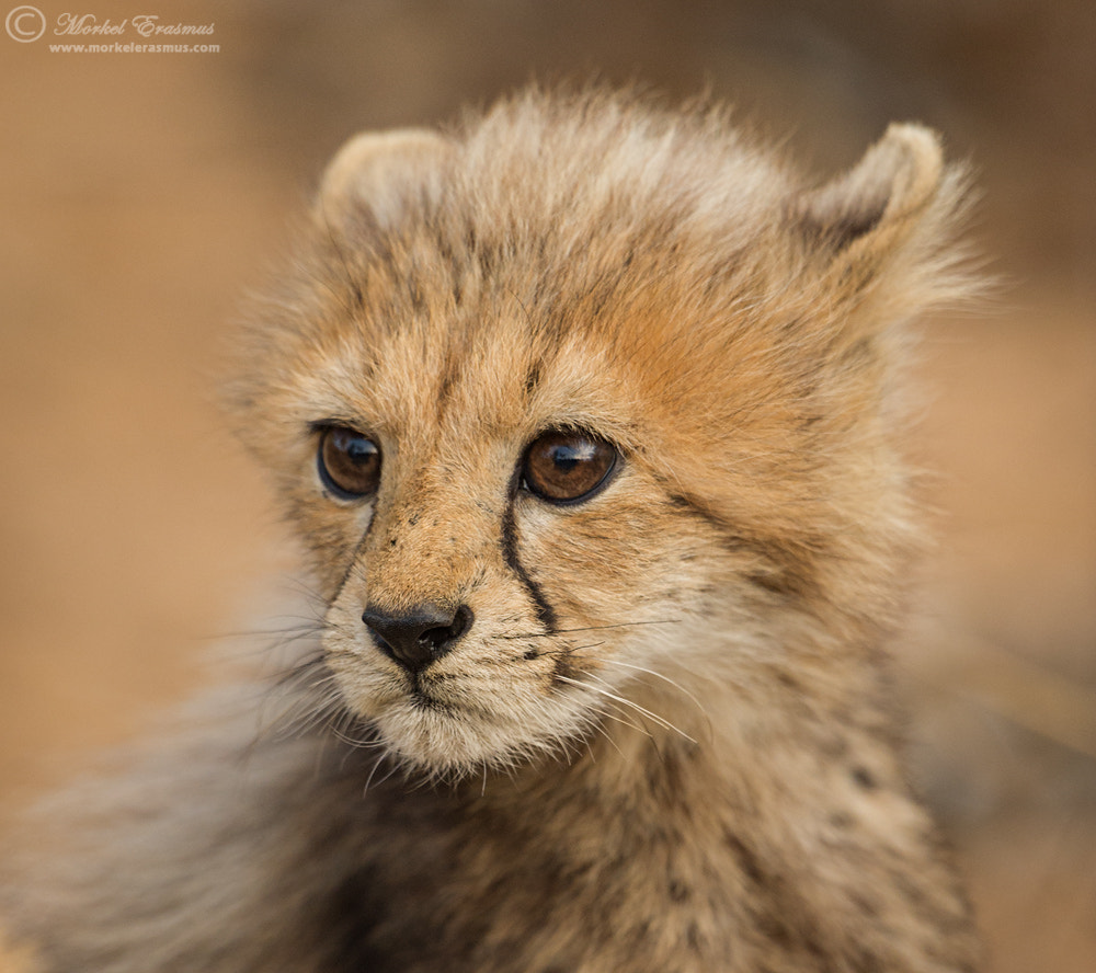 Nikon AF-S Nikkor 500mm F4G ED VR sample photo. Fluffball photography