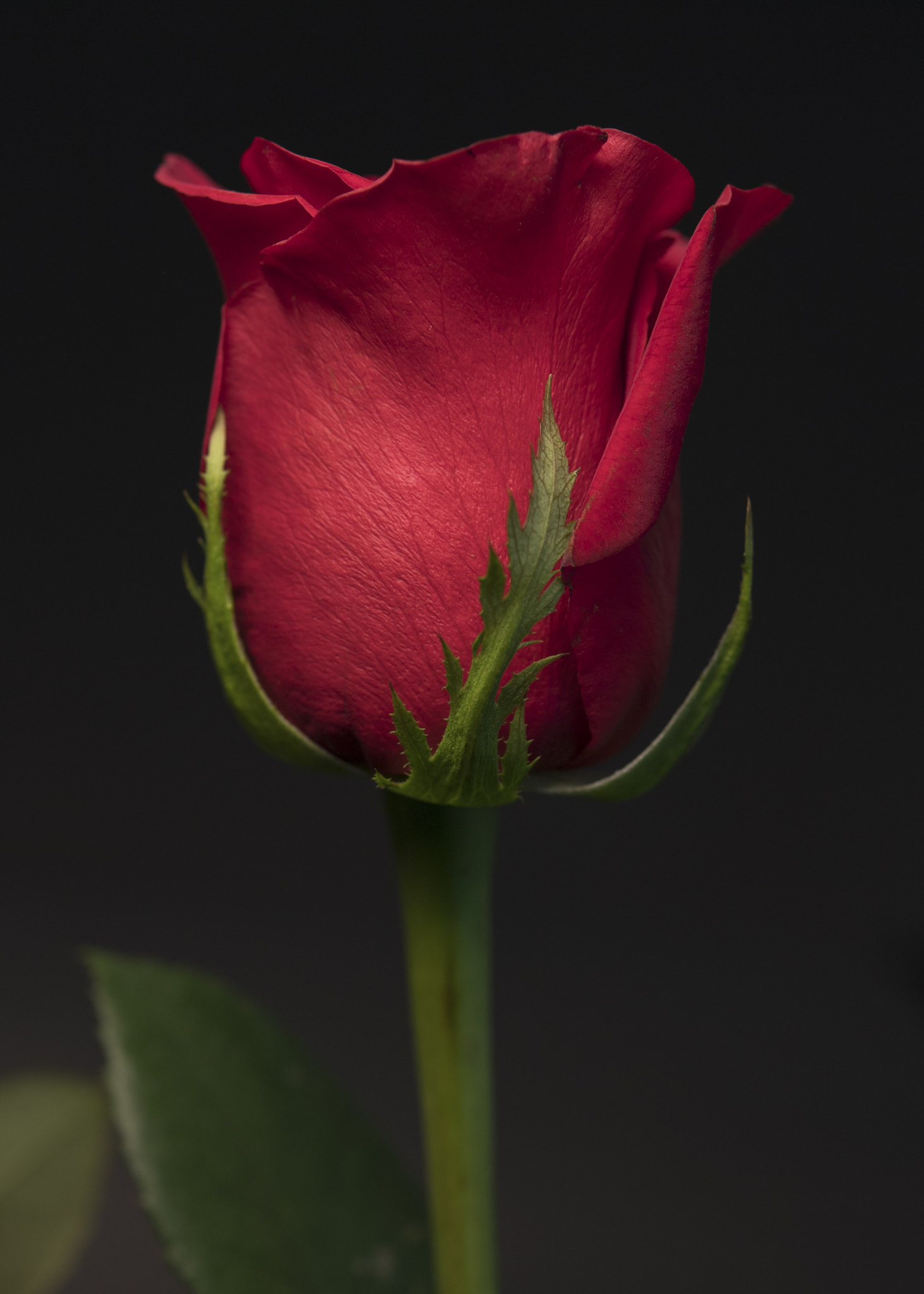 Nikon AF-S Micro-Nikkor 60mm F2.8G ED sample photo. 20161012_0032.jpg photography