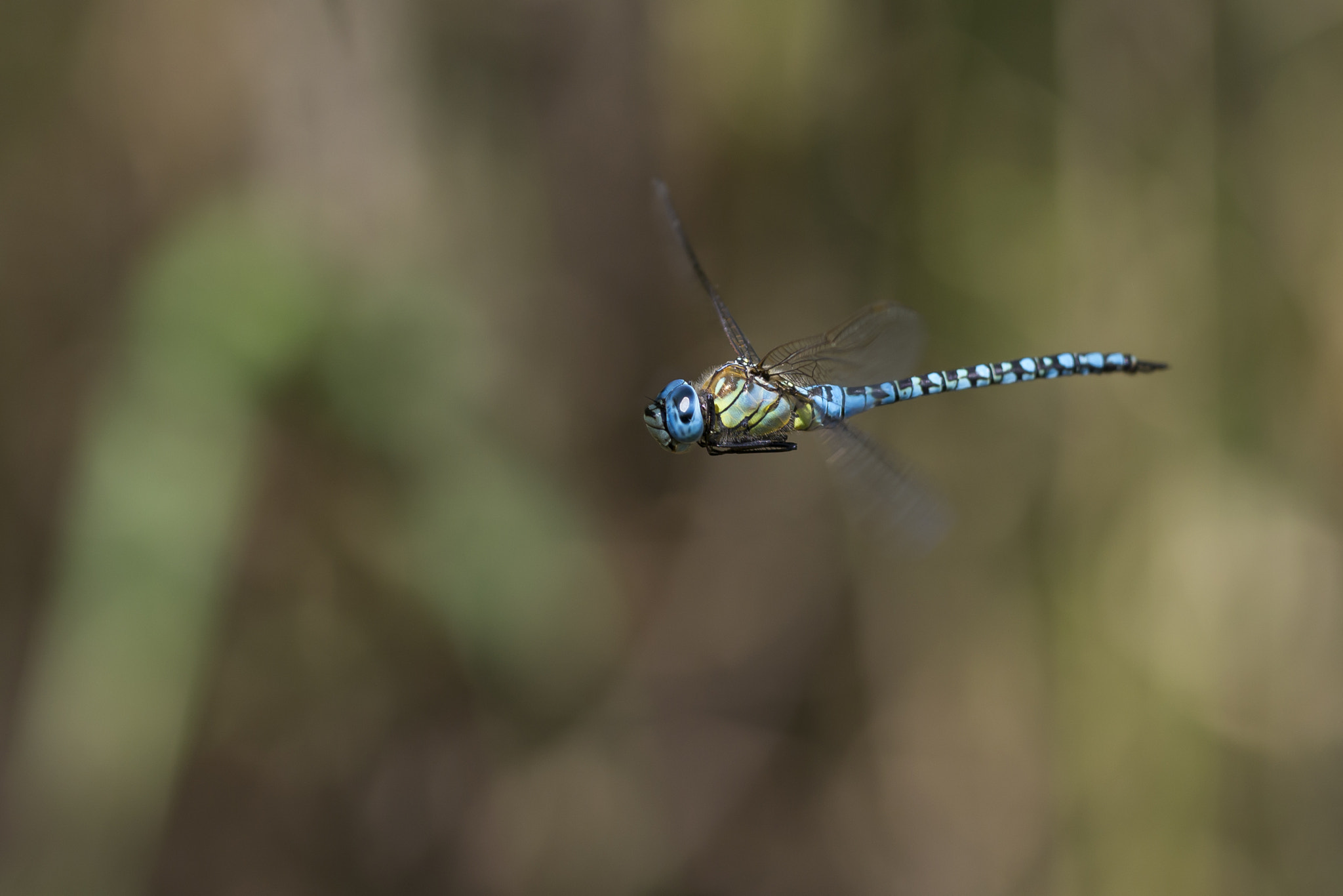 Nikon D3100 + Sigma 150mm F2.8 EX DG Macro HSM sample photo. Fly photography