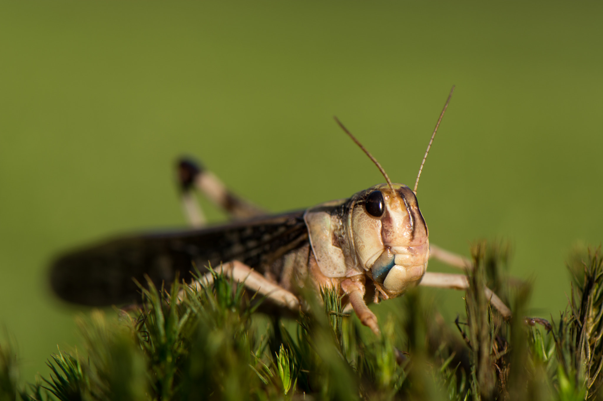 Nikon AF-S Micro-Nikkor 105mm F2.8G IF-ED VR sample photo. Grasshopper photography